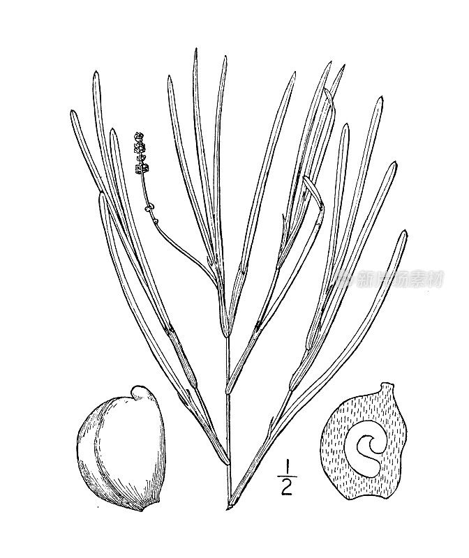 古植物学植物插图:Potamogeton interruptus, Interrupted Pondweed